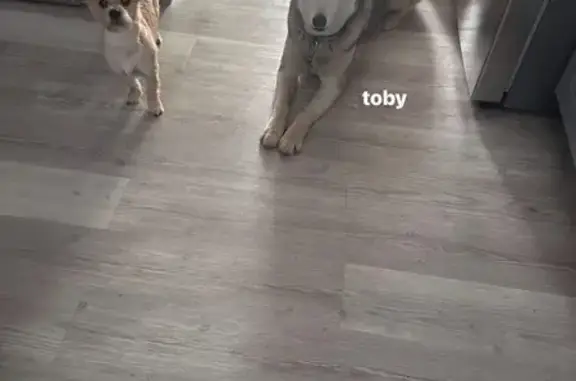 Lost pets Indianapolis, photo: Lost Dog: Blue-Eyed Pup in Indy