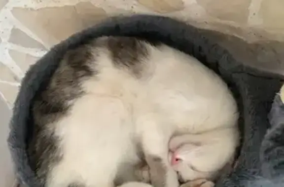 Animaux perdus Vincey, photo: Chatte perdue à Vincey : Rio, 10 mois