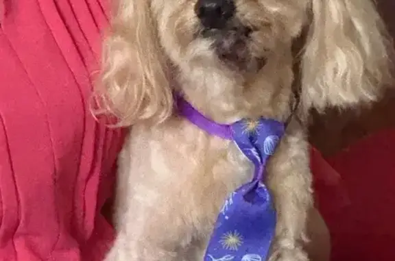 Lost Elderly Shin Poo in Tampa