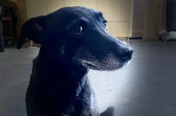 Chien perdu , photo : Chien perdu Popov, craintif, Châtelus-le-Marcheix