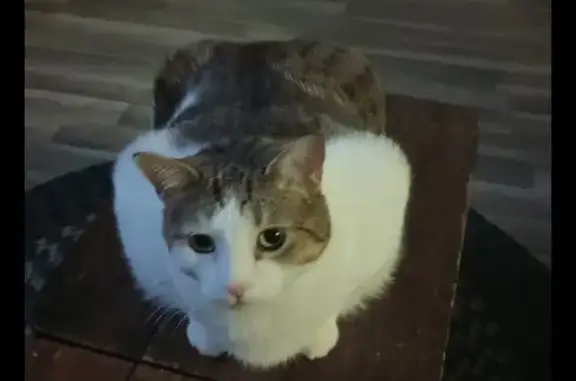 Lost Cat: Tall & Framed in Sparta