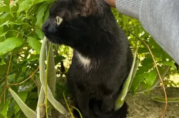 Animaux trouvés Dreux, photo: Chat noir trouvé sur toit à Dreux