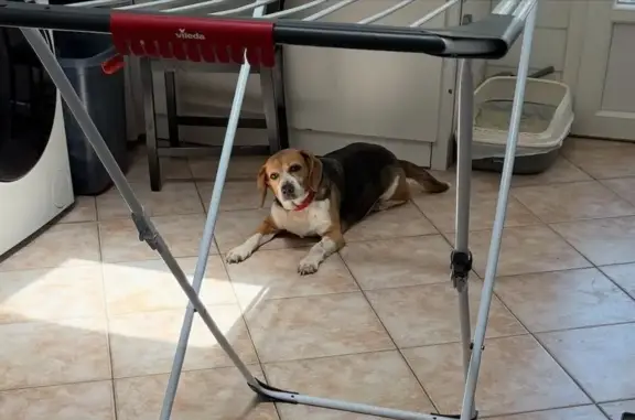 Chien perdu près du canal de Charras - photo