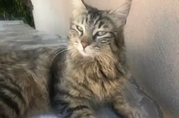 Chatte perdue à Hyères, sociable et jeune - photo