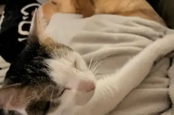 Lost pets Alexandria, photo: Lost Cat Jacque: White with Brown Markings