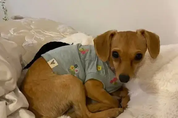Lost Tiny Dog with Long Tail - Becker