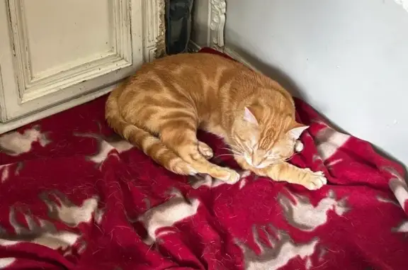 Lost Orange Tabby on Dunsdon St, Brantford