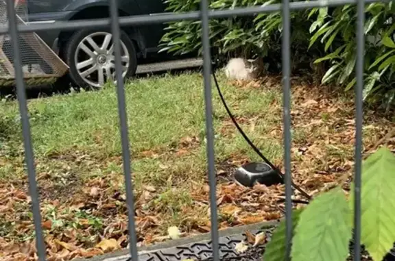 Animaux trouvés , photo: Chat blanc trouvé près des poubelles à Thonon
