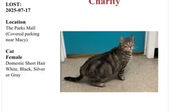 Missing cat Arlington, photo: Help Find Charity: Lost ESA Tabby Cat