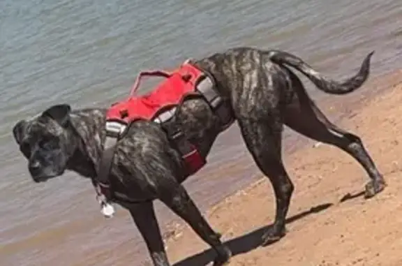 Lost pets Amarillo, photo: Lost Brindle Pitbull-Mastiff: King, SW Amarillo