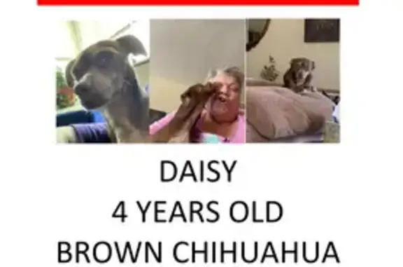 Lost Dog: Brown with White Paws in ABQ