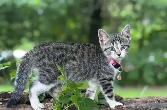 Lost pets , photo: Lost Kitten Lulu: Gray & White Tabby