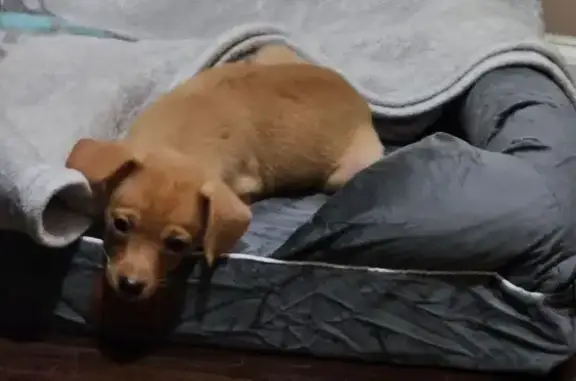 Lost pets Chicago, photo: Lost Dachshund-Chihuahua Mix in Chicago