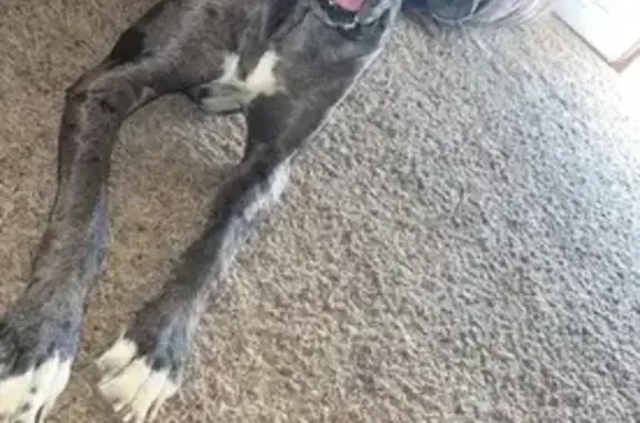 Lost pets Amarillo, photo: Help Find Bruno: Lost Great Dane in Amarillo