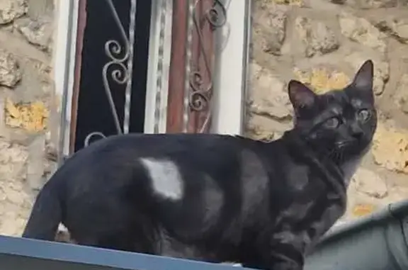 Chat perdu, Savigny-sur-Orge, photo: Chatte noire perdue, 7 mois, Savigny-sur-Orge