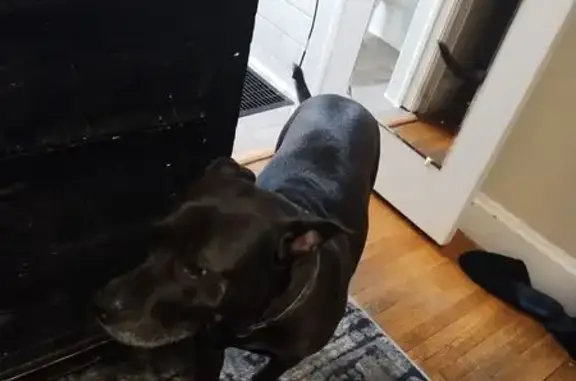 Lost Sweet Black Dog on South Dodge Ave