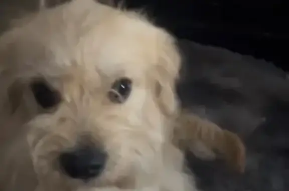 Help Find Lost Golden Mix in Chino!