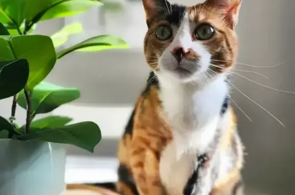 Lost Calico Cat Dita on Fairlane Rd