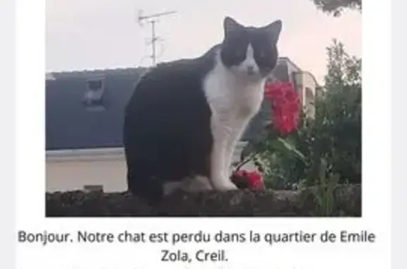 Animaux perdus Creil, photo: Chatte noire perdue à Creil
