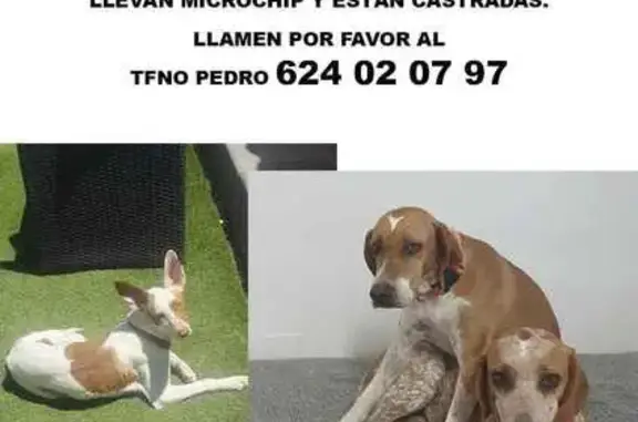 Perros Perdidos en Molina de Segura: Duka