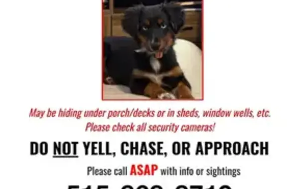 Lost Skittish Dog on West Girard Ave
