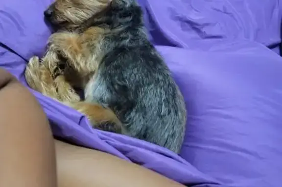 Lost Dog: Tan & Gray, No Tail, N. Vegas