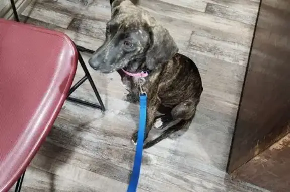 Rescued Brindle Pup: Found on TX Hwy 188