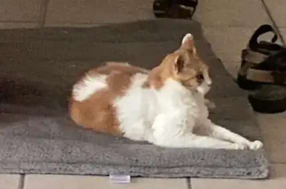 Chatte perdue, rousse/blanche, yeux vairons - photo