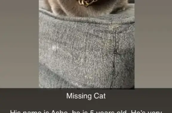 Missing cat Dayton, photo: Lost Russian Blue Cat on Orchard Drive