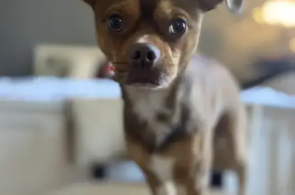 Lost pets Huntington Park, photo: Help Find Milo: Lost Dog in Huntington Park