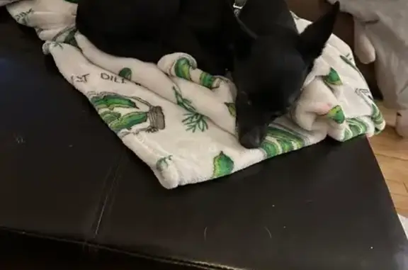 Lost: Gizmo the Chihuahua, Waupun Area