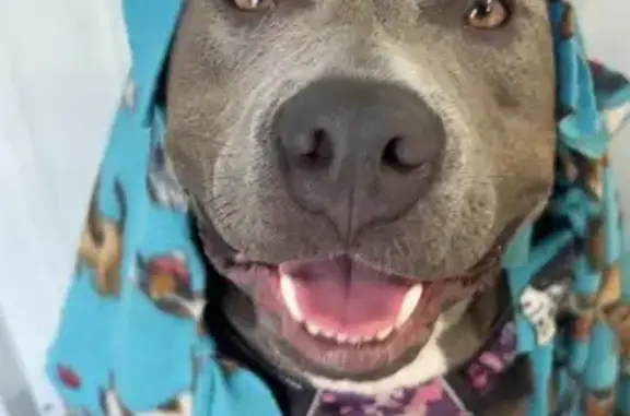 Lost 1-Year-Old Gray Dog in Stephenville