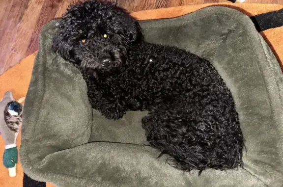Lost: Black Dog, 9.5 Months, U.S. 59 Area