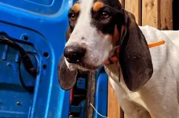 Chien type ariégeois perdu au Fousseret - photo