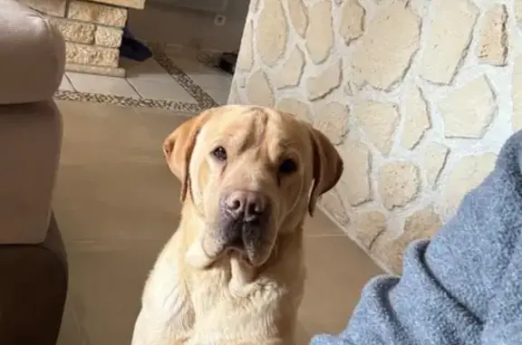 Animaux perdus , photo: Chien perdu Labrador-Shar Peï sable