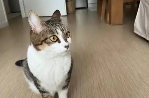 Chatte tigrée blanche perdue à Montigny - photo