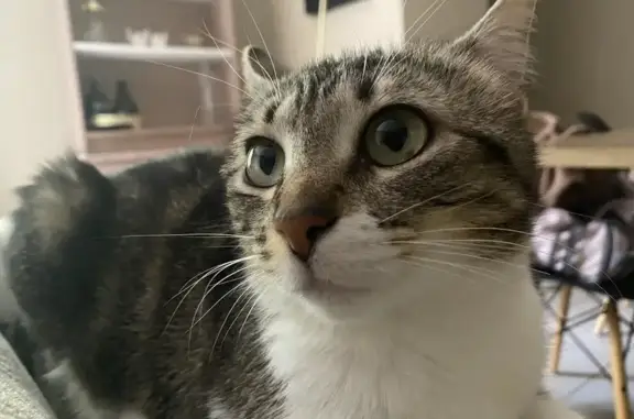 Chatte perdue, tigre, tâche œil, Cabrières - photo