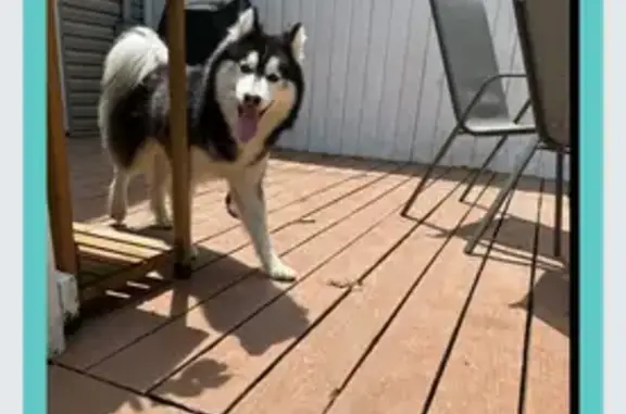 Found dog Columbus, photo: Found: Small Black & White Husky Mix