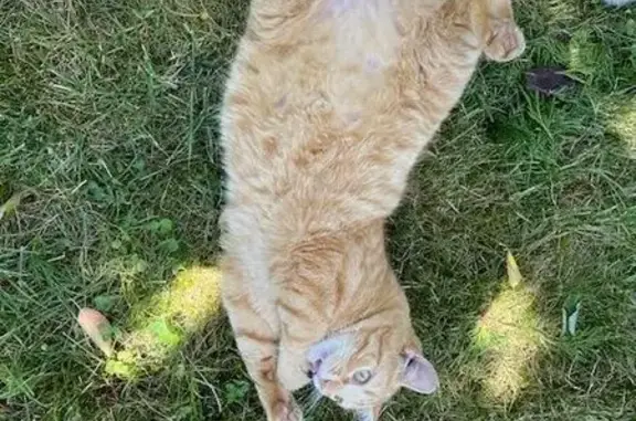 Chat roux perdu à Fismes : Tsuki, gentil et curieux - photo