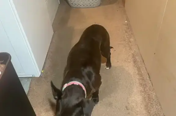 Found pets Edgewood, photo: Found: Sweet Bully Mix on Royal Windsor