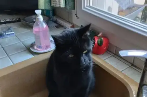 Chat noir perdu aire A10 Sainville - photo