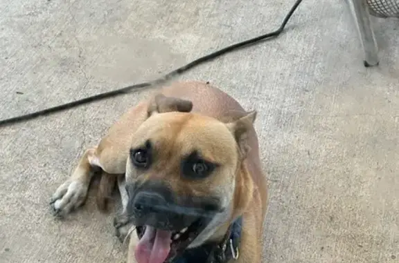 Friendly Lost Dog on Candlehead Ln, 3611