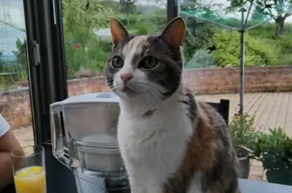 Chatte tricolore perdue à Artonne - photo