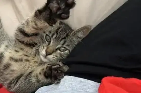 Chaton tigré trouvé Rue Ducré, Le Mans - photo