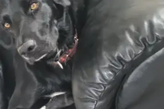 Chien perdu Haute-Rivoire, photo : Chien perdu : Labrador noir, 