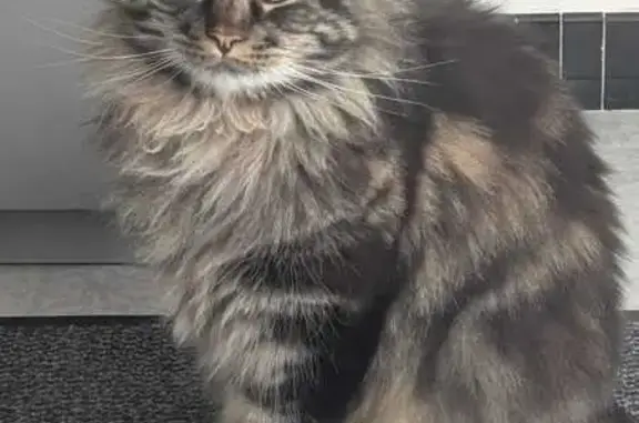 Animaux perdus Reims, photo: Chat Maine Coon perdu à Reims