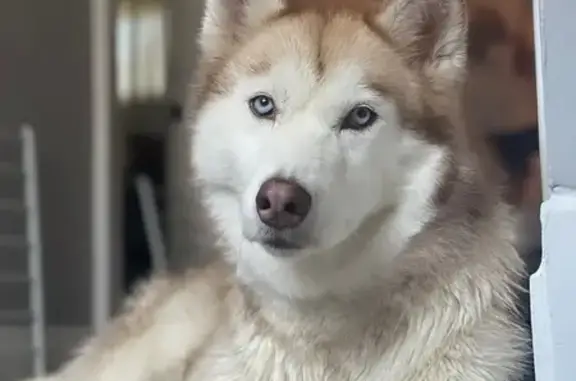 Lost Siberian Husky: Friendly, Blue-Eyed