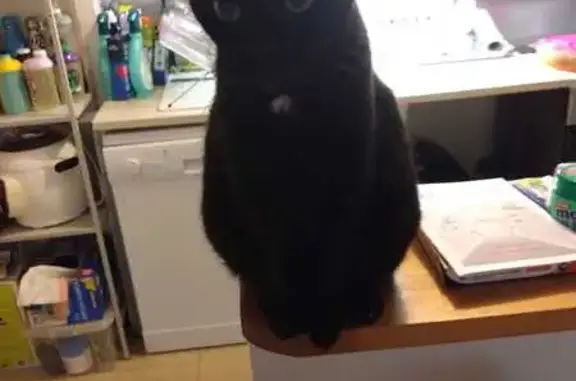 Chat perdu, Saulx-les-Chartreux, photo: Chatte noire perdue, Saulx-les-Chartreux