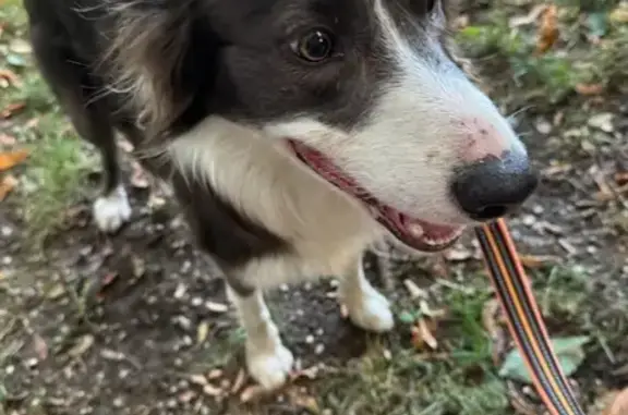 Animaux trouvés Chambéry, photo: Border Collie trouvée à Chambéry
