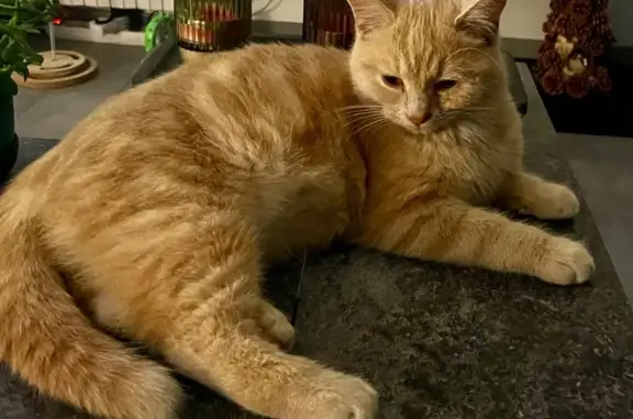 Chat roux perdu à Gannat, Grande Rue - photo